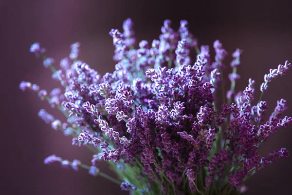 Nahaufnahme Von Lavendelblüten Weicher Fokus Auf Schwarzem Hintergrund — Stockfoto