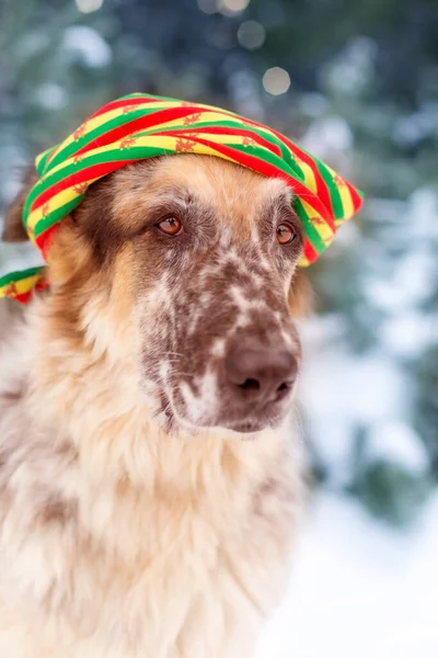 Big dog wearing colorful hat, face portrait in snow outdoors