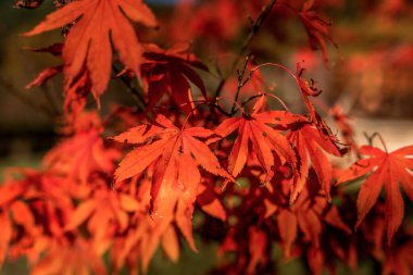 Japon momiji akçaağaç yaprakları sonbahar mevsiminde güneş ışığıyla dallanır.