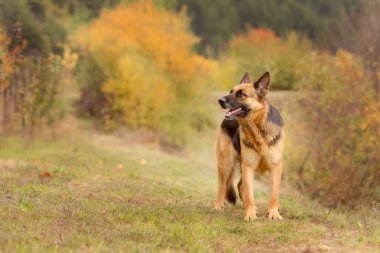 Çimlerin üzerinde duran sevimli Alman çoban köpeği, yakın plan portresi