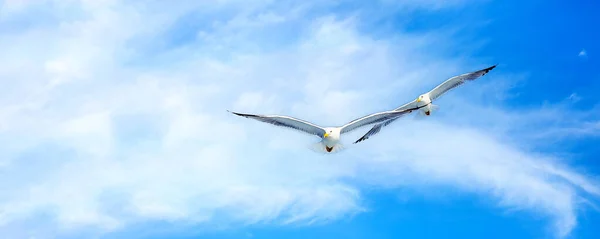 Δύο Ιπτάμενοι Γλάροι Φόντο Συννεφιασμένο Γαλάζιο Ουρανό Ανοιχτά Φτερά Λάβαρο — Φωτογραφία Αρχείου