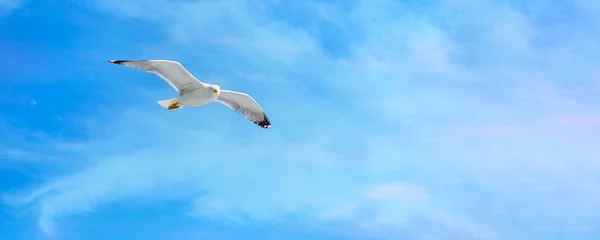 Flying Seagull Cloudy Blue Sky Background Open Wings Banner — Fotografia de Stock