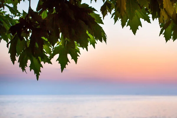 Meer Bei Sonnenuntergang Blick Durch Die Grünen Blätter Sonnenuntergang Strand — Stockfoto