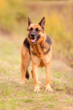 Çimlerin üzerinde duran sevimli Alman çoban köpeği, yakın plan portresi