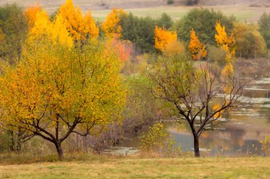 Renkli yaprakları olan altın büyülü sonbahar ormanı. Romantik manzara