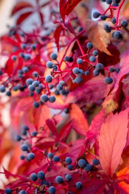 Sonbaharın kapanışı Vahşi Üzüm Sarmaşığı Yaprakları Çitleri, Renkli Sonbahar Sezonu