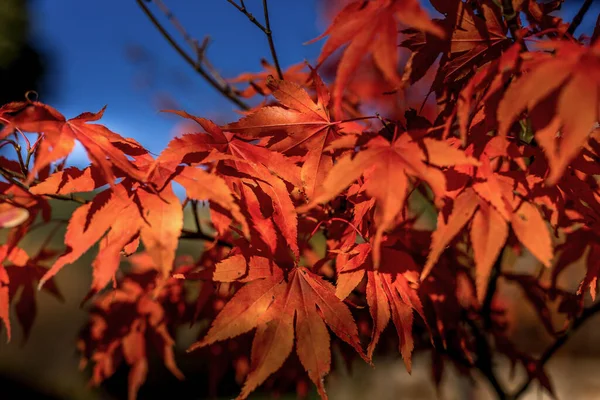 Red japanese momiji maple leaves branch with sunlight in autumn season