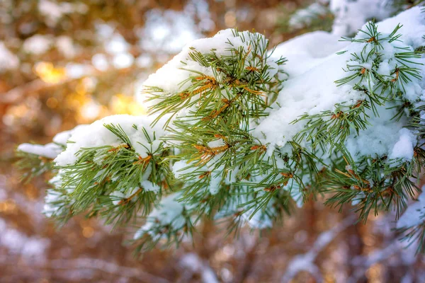 Christmas Snow Covered Fir Trees Snow Branch Winter Background — ストック写真