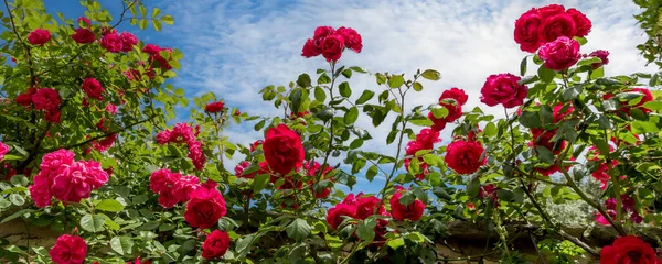 Beautiful rose bush against blue sky with clouds banner background with copy space