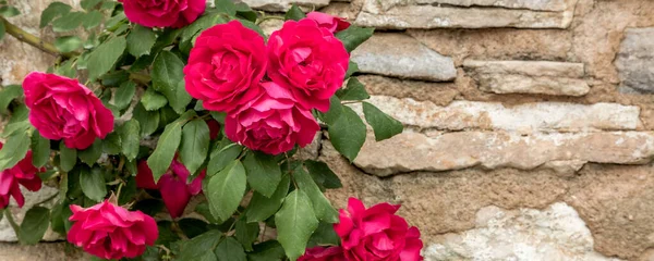 Blooming Red Rose Bush Stone Wall Banner Background — стоковое фото