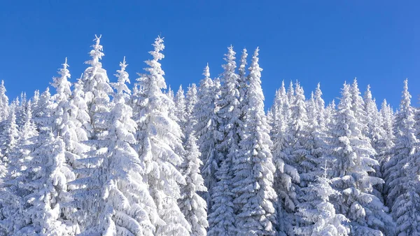 Fondo Banner Vacaciones Invierno Con Pinos Cubiertos Nieve Pesada Contra —  Fotos de Stock