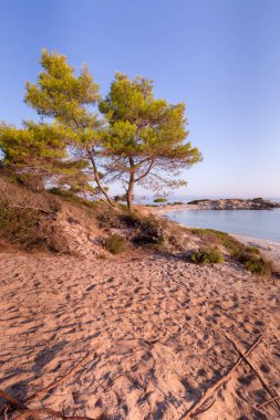 Vourvourou, Sithonia, Yunanistan, Halkidiki, Karidi plajıakdeniz manzara. Sahilde çam ağacı