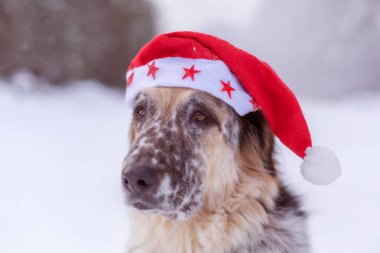 Cute dog in santa hat with adorable eyes outdoors. Merry Christmas concept. Atmospheric image. Season's greetings.