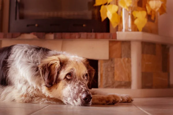 Funny big dog lying down on the tiles floor near to a fireplace