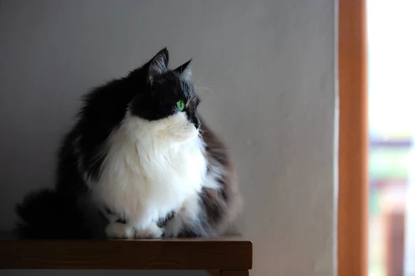 Fluffy Black White Cat Sitting Shelf Home — Fotografia de Stock