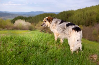 Köpek yüksek tepeden bahar dağlarına bakıyor.