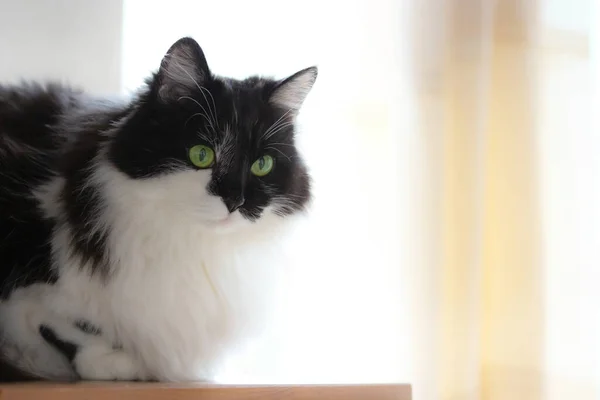 Fluffy Black White Cat Sitting Shelf Home — Fotografia de Stock