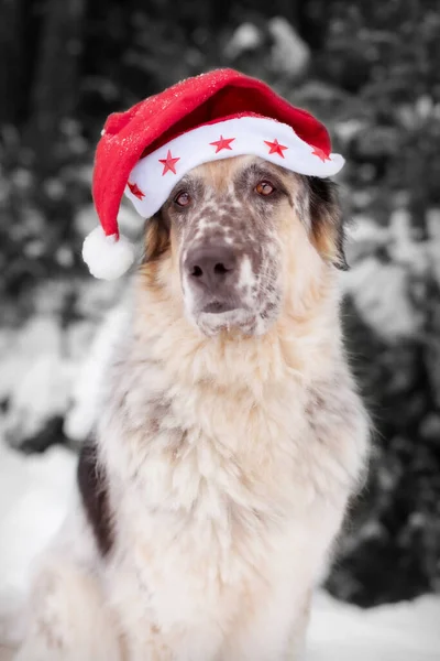 Cute Dog Santa Hat Adorable Eyes Outdoors Merry Christmas Concept — Stock Photo, Image