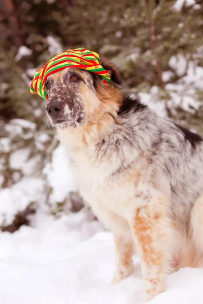 Big Dog Wearing Colorful Hat Sitting Snow Forest Outdoors — Fotografia de Stock