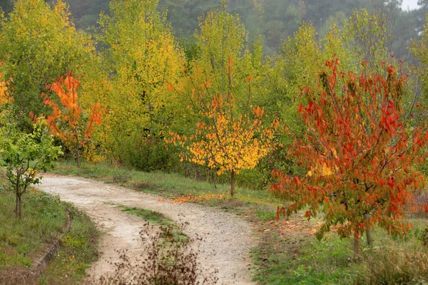 Golden magic autumn trees with colorful fall leaves. Romantic landscape with rural road
