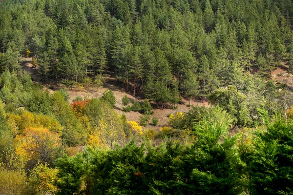 Złoty Magiczny Jesienny Las Kolorowymi Liśćmi Jesieni Romantyczny Krajobraz — Zdjęcie stockowe