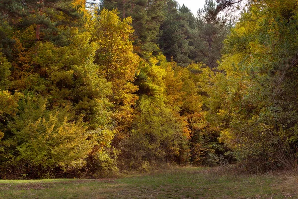 Forêt Automne Magique Dorée Avec Des Feuilles Automne Colorées Paysage — Photo