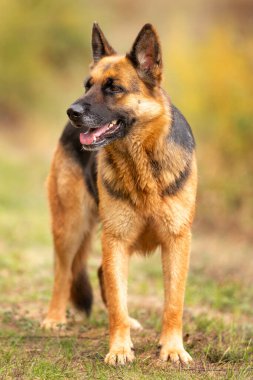 Çimlerin üzerinde duran sevimli Alman çoban köpeği, yakın plan portresi
