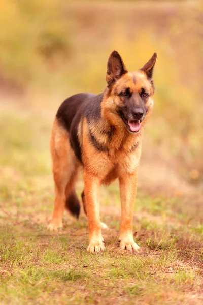 Schattige Duitse Herder Het Gras Close Portret — Stockfoto