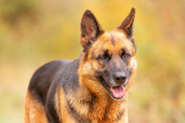 Sonbahar parkında dikilen sevimli Alman çoban köpeği. Renkli ağaçlar.