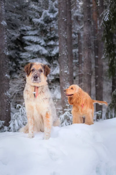 Twee Honden Witte Sneeuw Bos Serieuze Grote Gemengde Ras Vrolijke — Stockfoto
