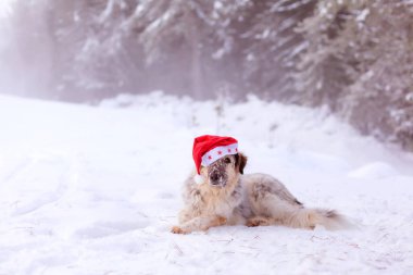 Kırmızı Noel Baba şapkalı komik köpek kışın kar ormanları yolunda uzanıyor.