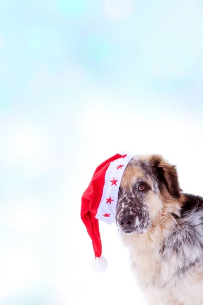 Big Cute Funny Dog Red Santa Hat Blue Bokeh Copy — Stock Photo, Image