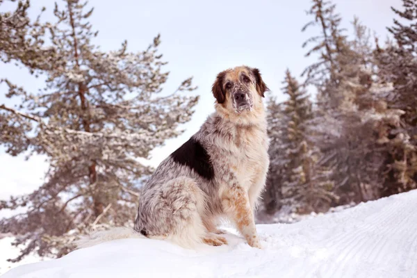 狗的肖像 雪冬森林松树和蓝天 复制空间 — 图库照片