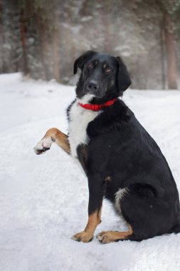 Pençeleri havada, beyaz kar arka planında oturan siyah beyaz köpek.