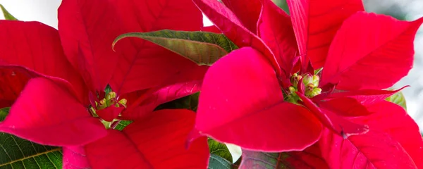 Κόκκινο Poinsettia Χριστουγεννιάτικο Παραδοσιακό Λουλούδι Φόντο Πάνω Προβολή Banner — Φωτογραφία Αρχείου