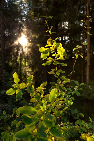Green Bright Leaves Sunlight Shines Autumn Forest Scene — Stock Photo, Image
