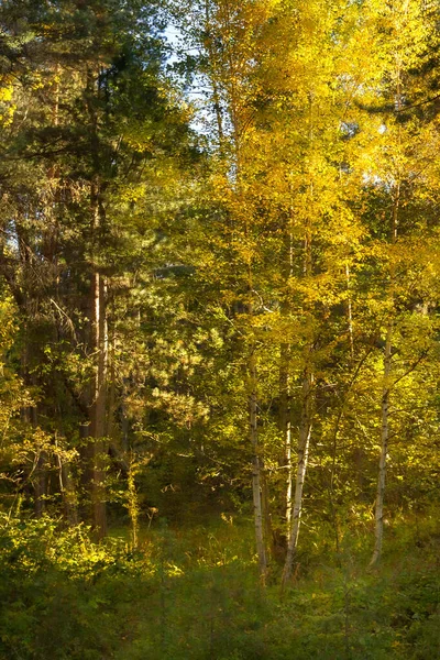 Nature Fond Forêt Avec Des Feuilles Automne Colorées Jaune Vif — Photo