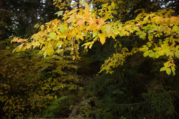 Осень Желтые Зеленые Листья Ветви Естественный Фон Рамки — стоковое фото