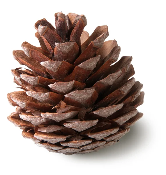 Juniper cone — Stock Photo, Image