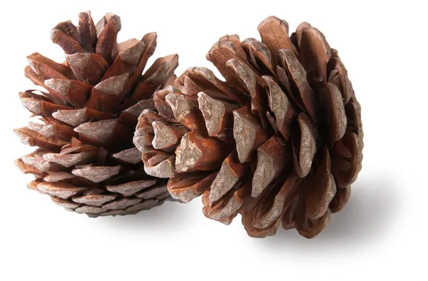 Two juniper cones — Stock Photo, Image