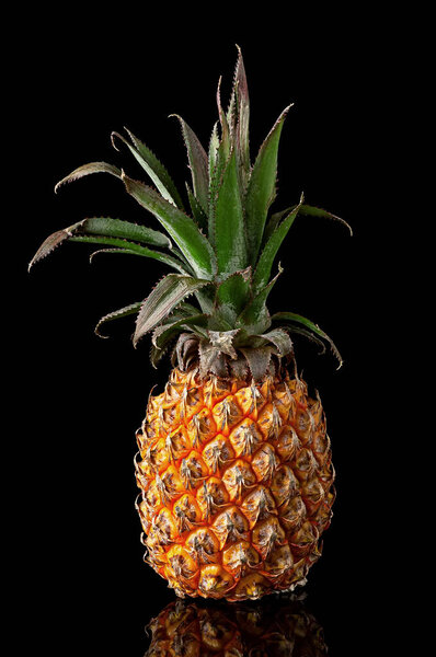Single whole pineapple with reflection standing isolated on black background