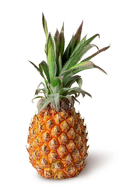 Einzelne Ananas Steht Isoliert Auf Weißem Hintergrund — Stockfoto