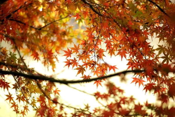 Maple in de herfst — Stockfoto