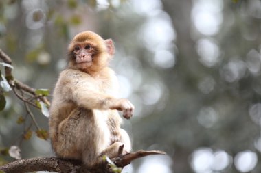 Monkey on branch clipart