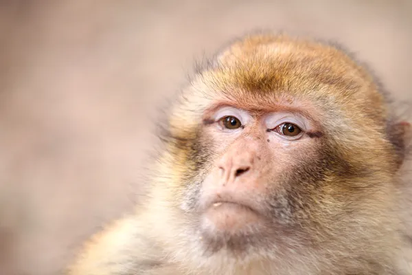 Macaca monkey förgrunden — Stockfoto