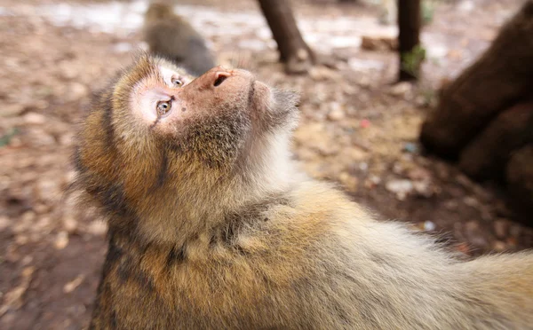 Macaca małpa planie — Zdjęcie stockowe