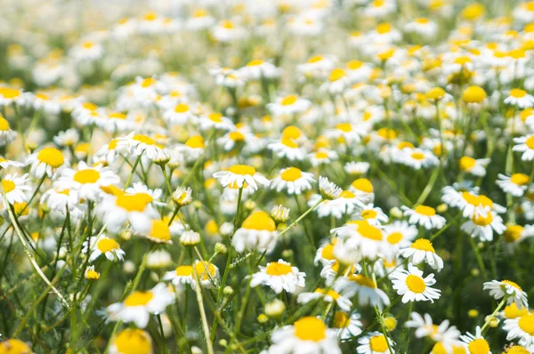 Kamille bloem in zomer veld — Stockfoto