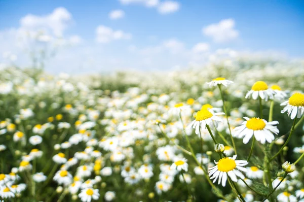 Camomila flor no campo de verão — Fotografia de Stock