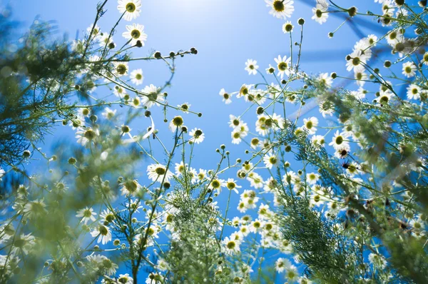 Kamille bloem in zomer veld — Stockfoto