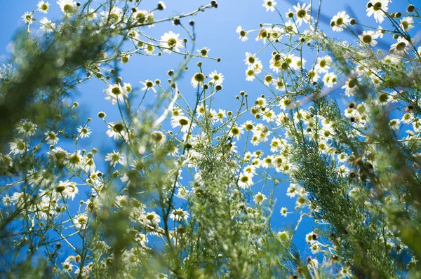 Campo com margaridas brancas sob céu ensolarado — Fotografia de Stock